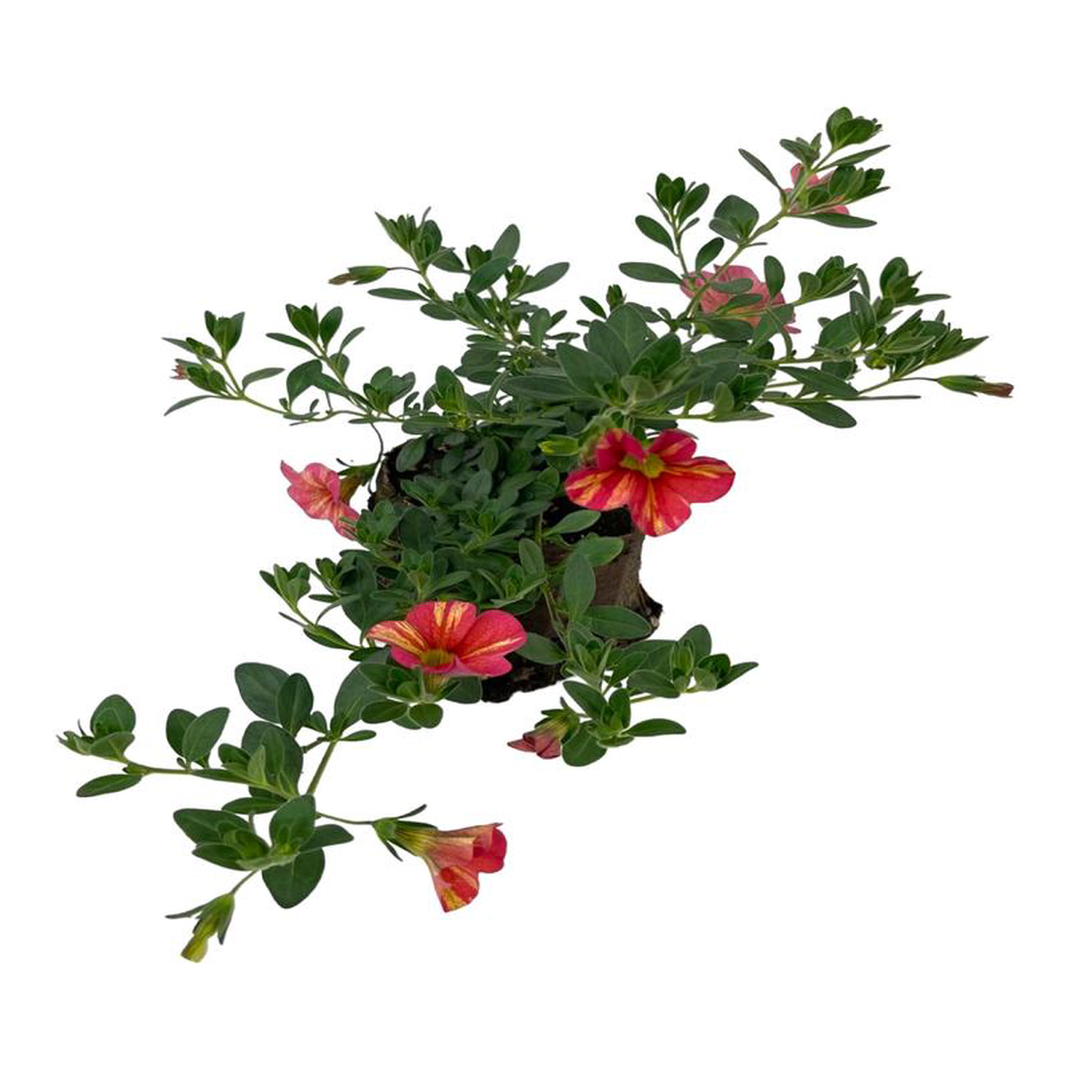 Calibrachoa 8216Superbells Tropical Sunrise8217 4 Inch