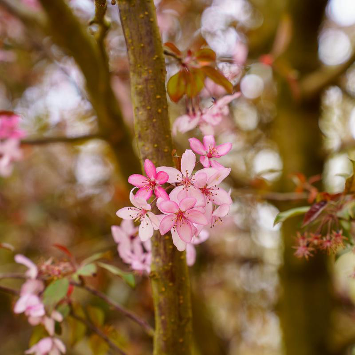 Royal Raindrops Crabapple 7 Gallon