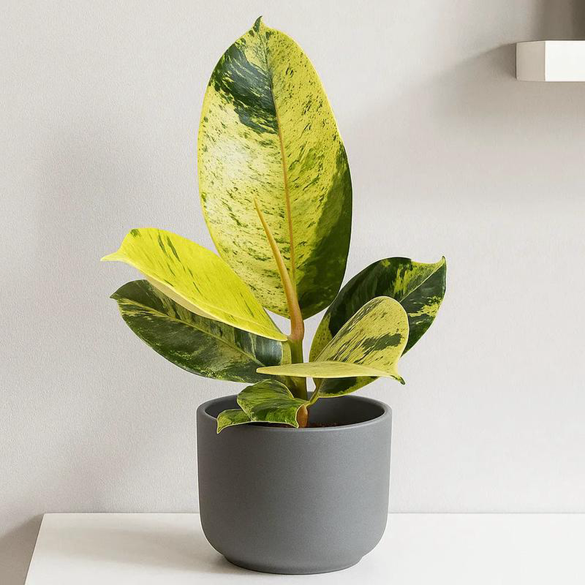 20 8211 25cm Ficus Shivereana Moonshine 9cm Pot House Plant