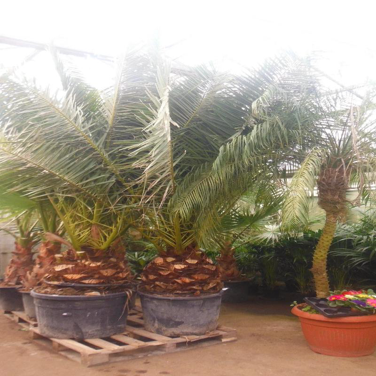 260 8211 280cm XXL Phoenix Canariensis 70cm Pot House Plant