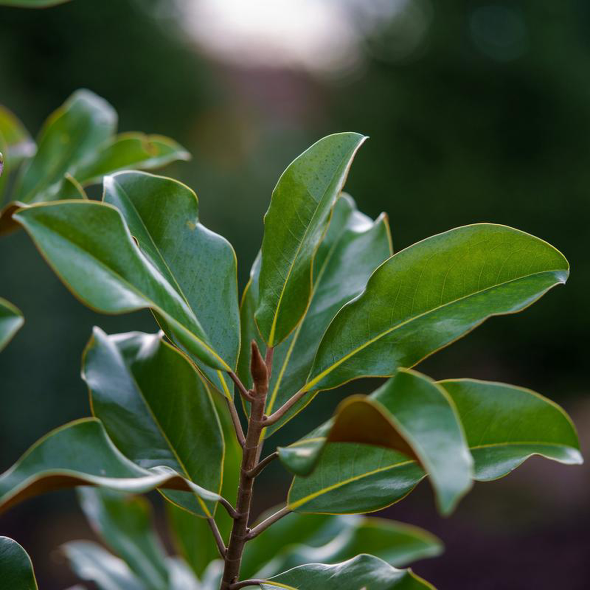 Bracken8217s Brown Beauty Southern Magnolia 7 foot B038B