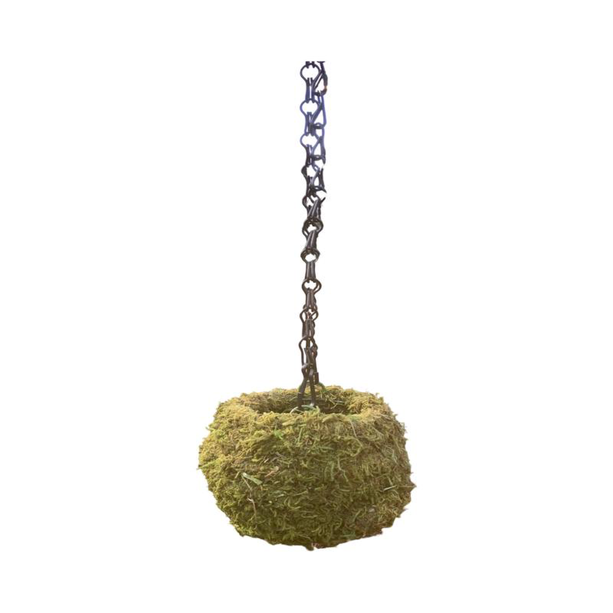 Kokedama Moss Ball Sphagnum 6 Inch
