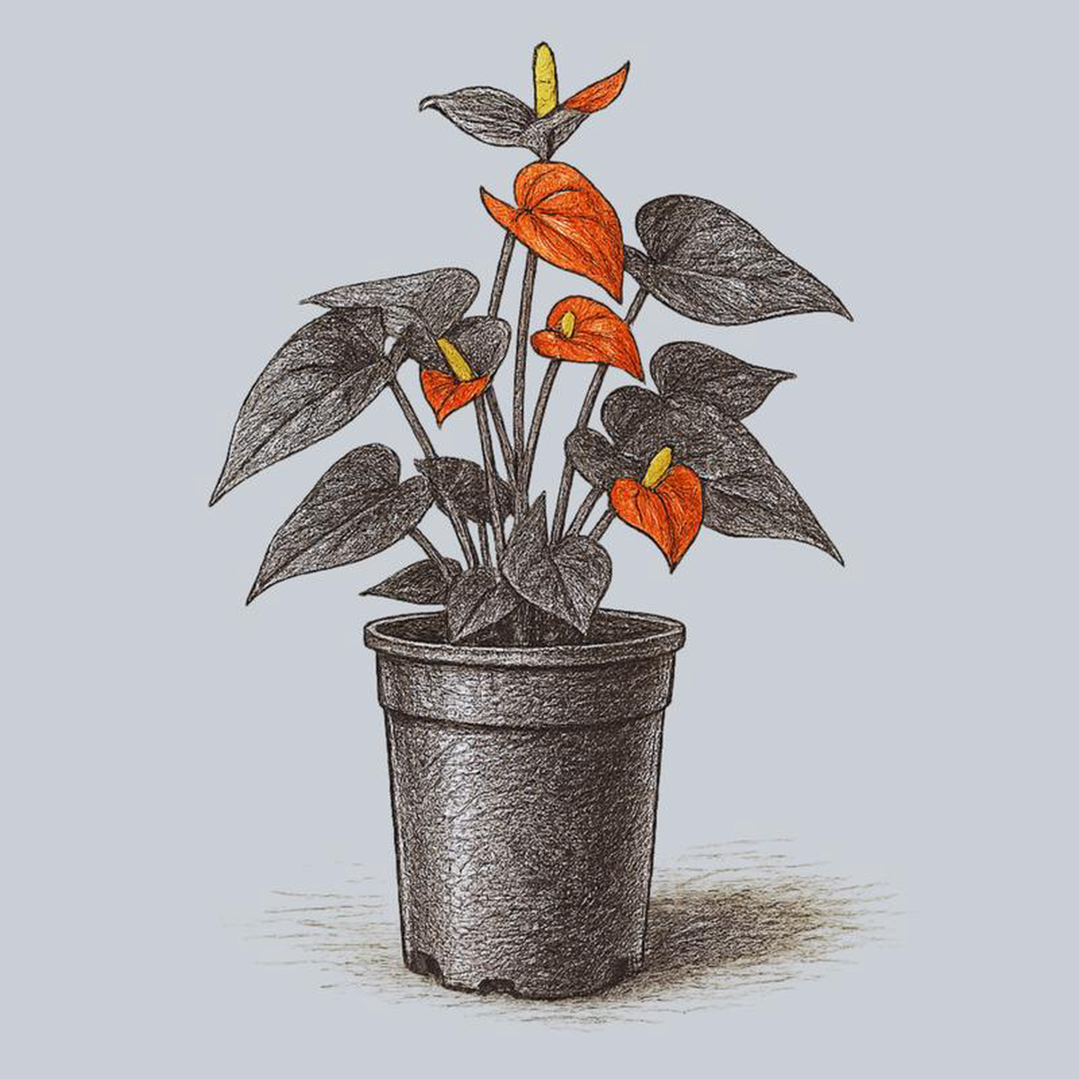 Orange Anthurium Small Pot