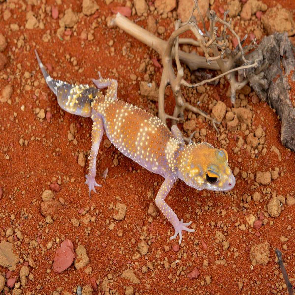 Female Hypo UMilii (NGUM-0109-5)