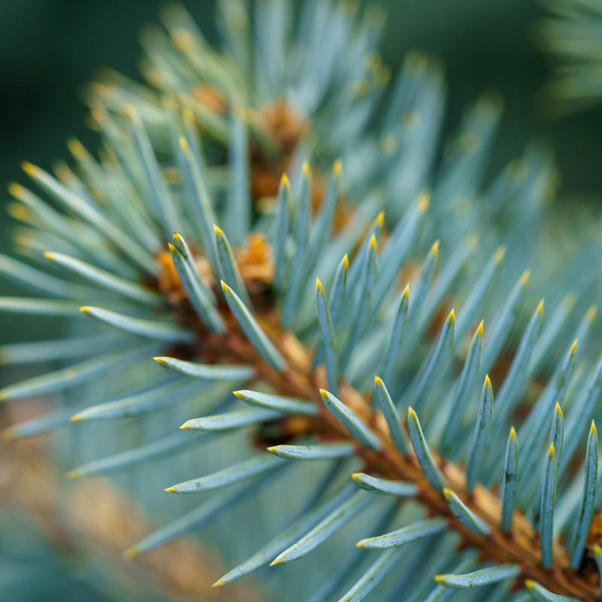 Baby Blue Eyes Colorado Spruce 6 foot B038B