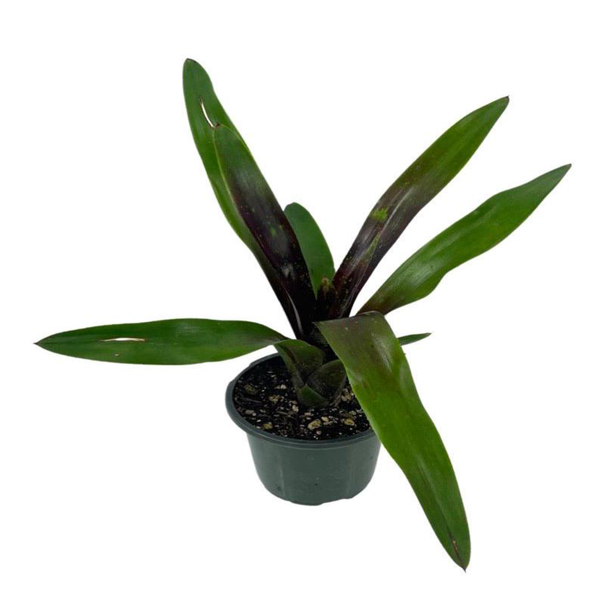 Neoregelia 8216Royal Burgundy8217 Quart