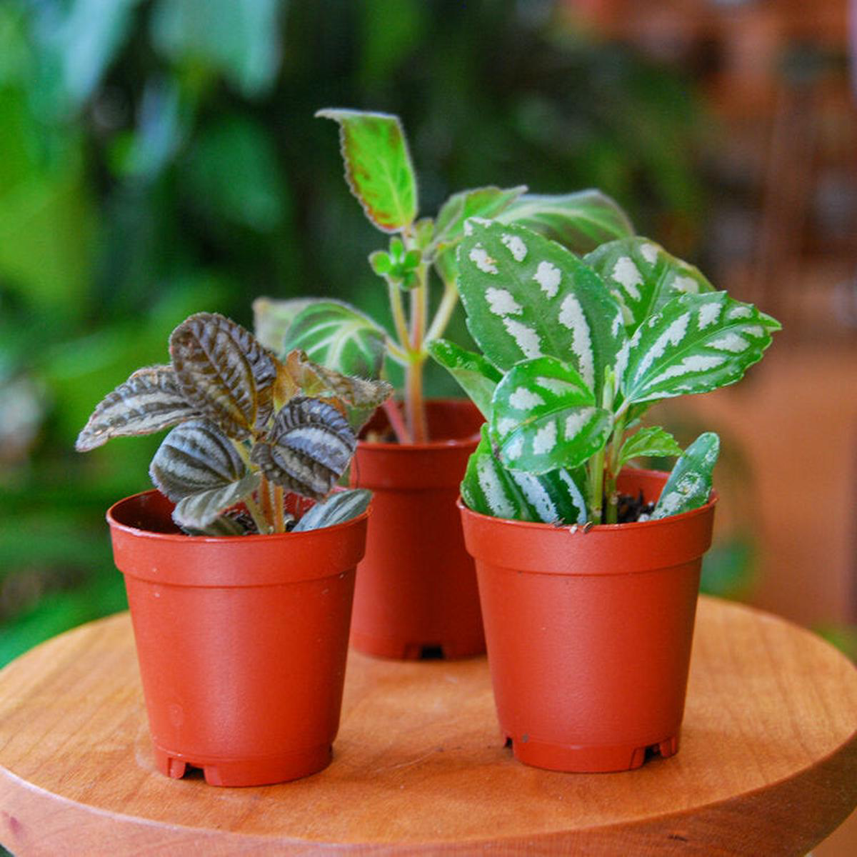 28221 Indirect Light Tropicals