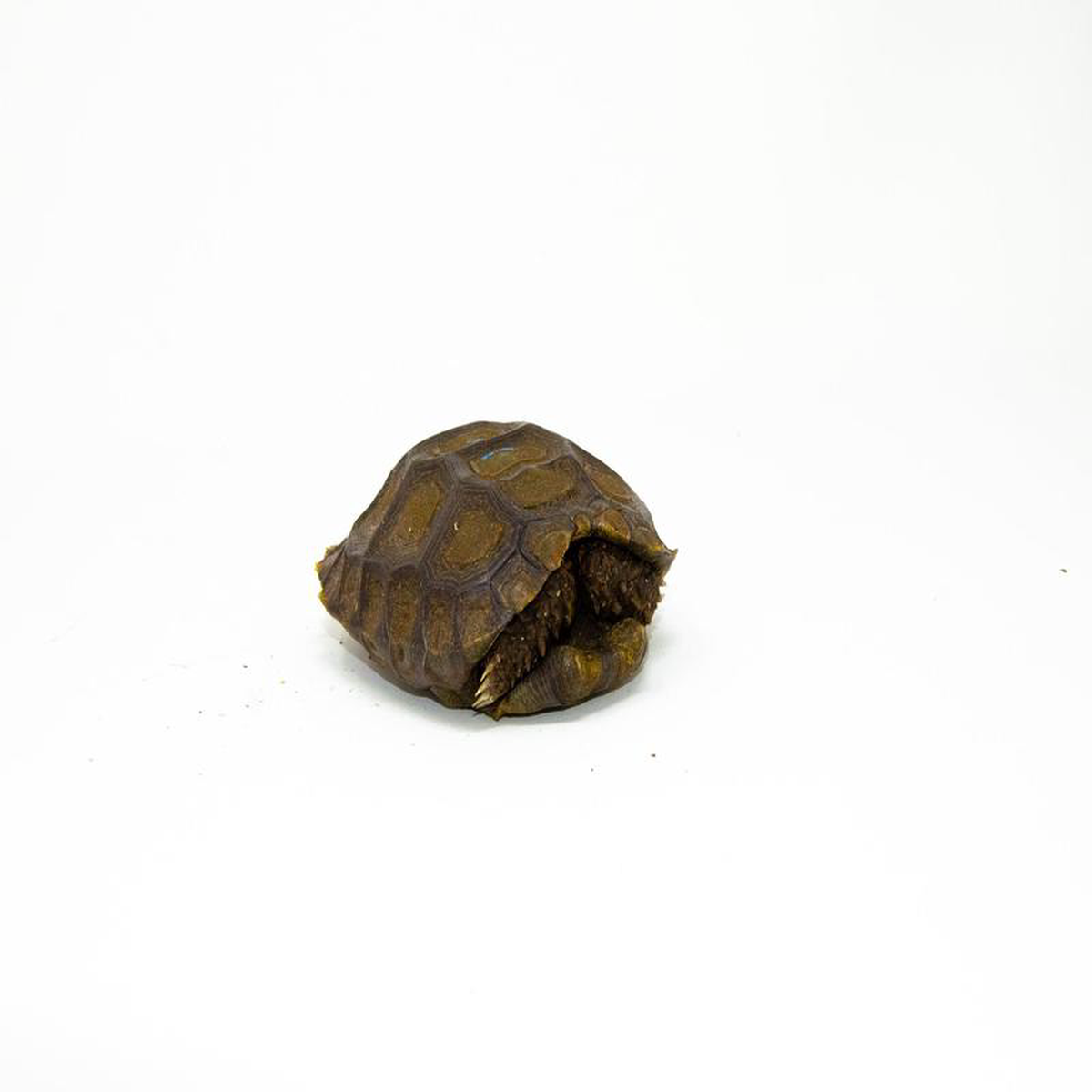 Burmese Brown Mountain Tortoise (4-5 inch) ( Manouria emys emys) 8211 BBMT1