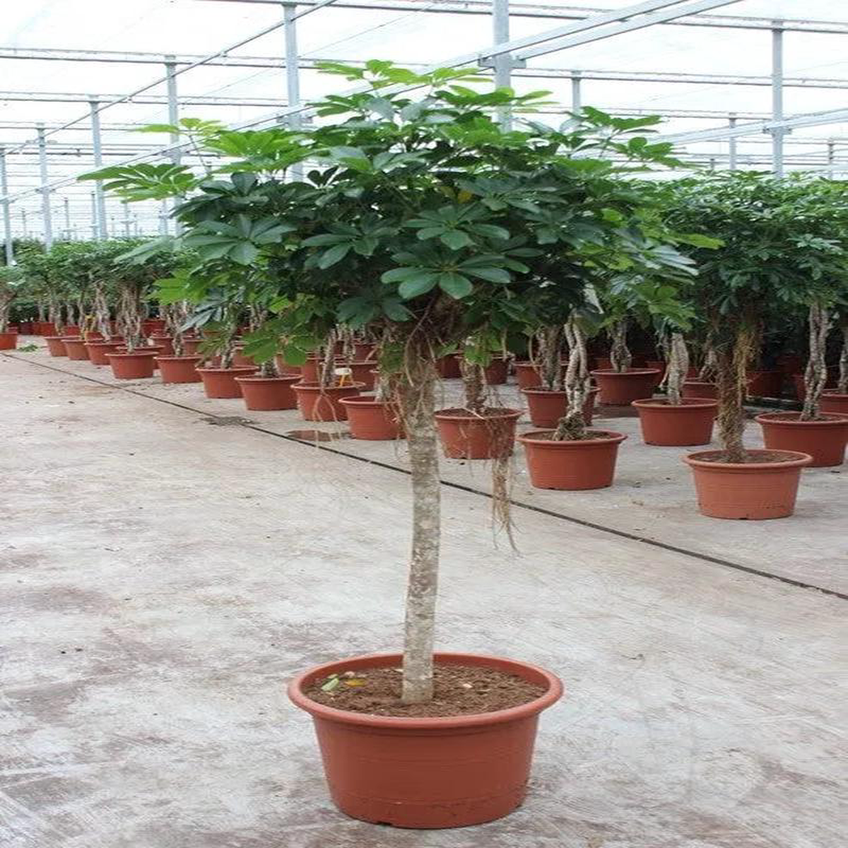 200 8211 240cm XXL Schefflera Arboricola Compacta 50cm Pot House Plant