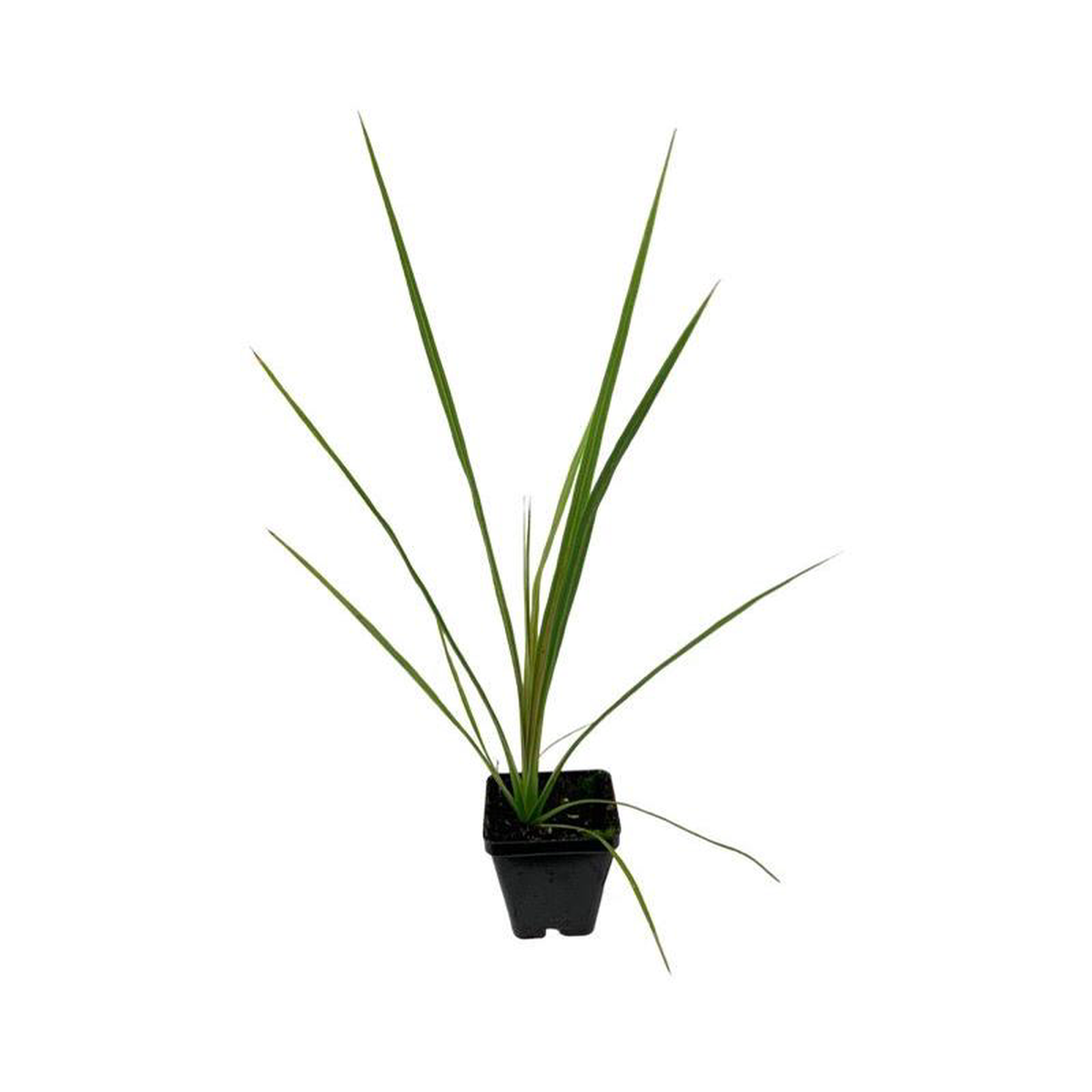 Dracaena indivisa 8216Spike8217 2 Inch