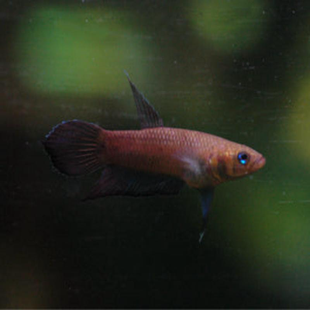 Betta Mandor