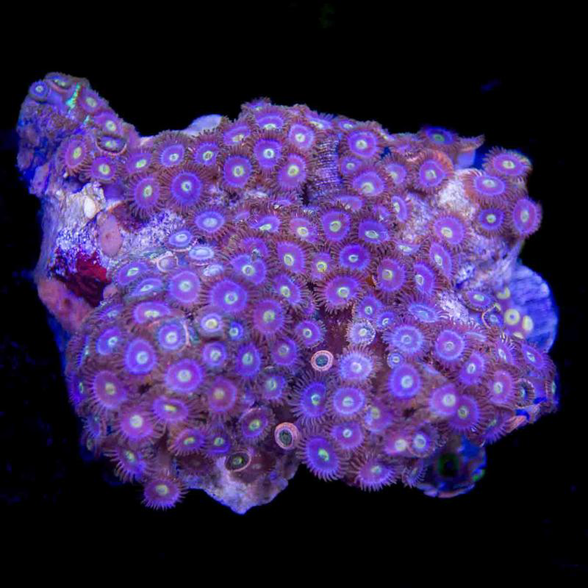 Blueberry Zoanthids Colony Coral