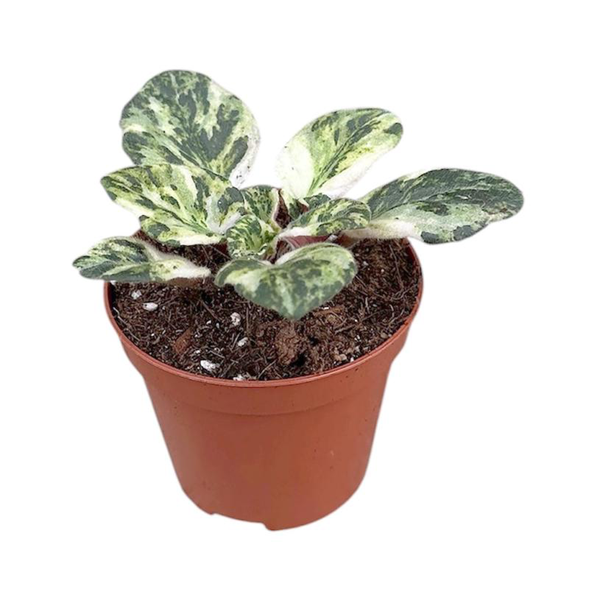 10 8211 15cm Saintpaulia Marble 8cm Pot House Plant