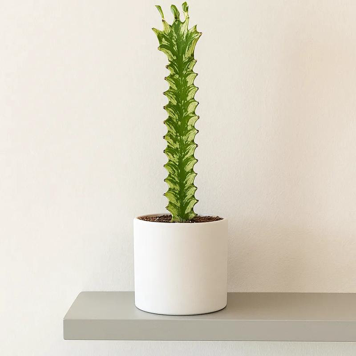 15 8211 25cm Euphorbia Lactea Variegata 8cm Pot House Plant