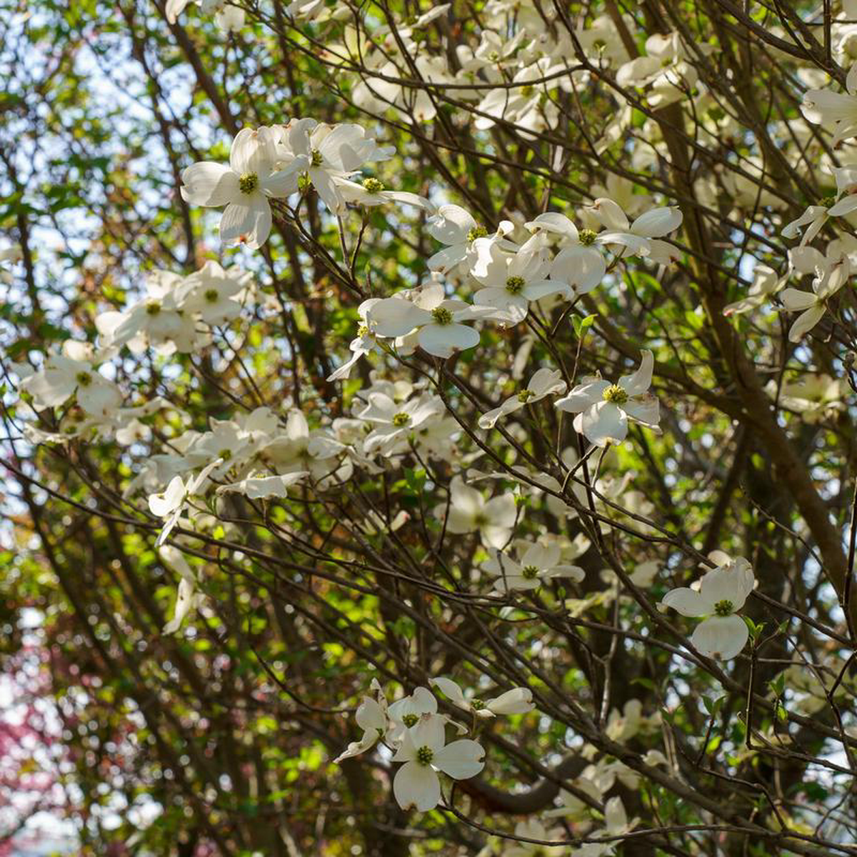 Cherokee Princess Dogwood 45 inch B038B