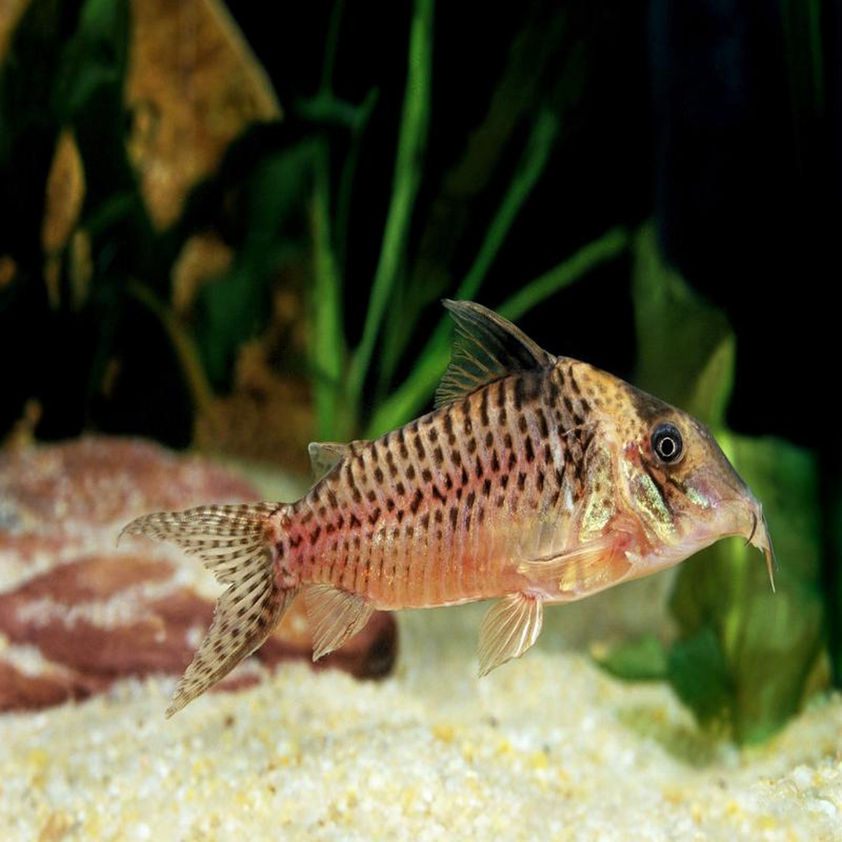 Corydoras Blochi