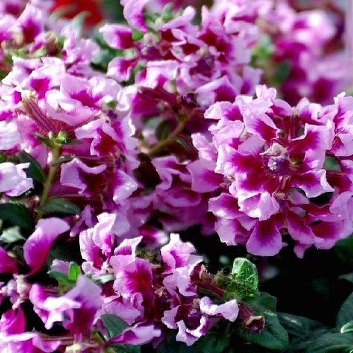 Cuphea 8216Vienco Lavender8217 4 inch