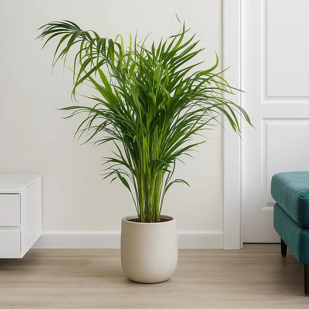 Areca Palm Dypsis Lutescens House Plant 45 8211 55cm Pot 12cm