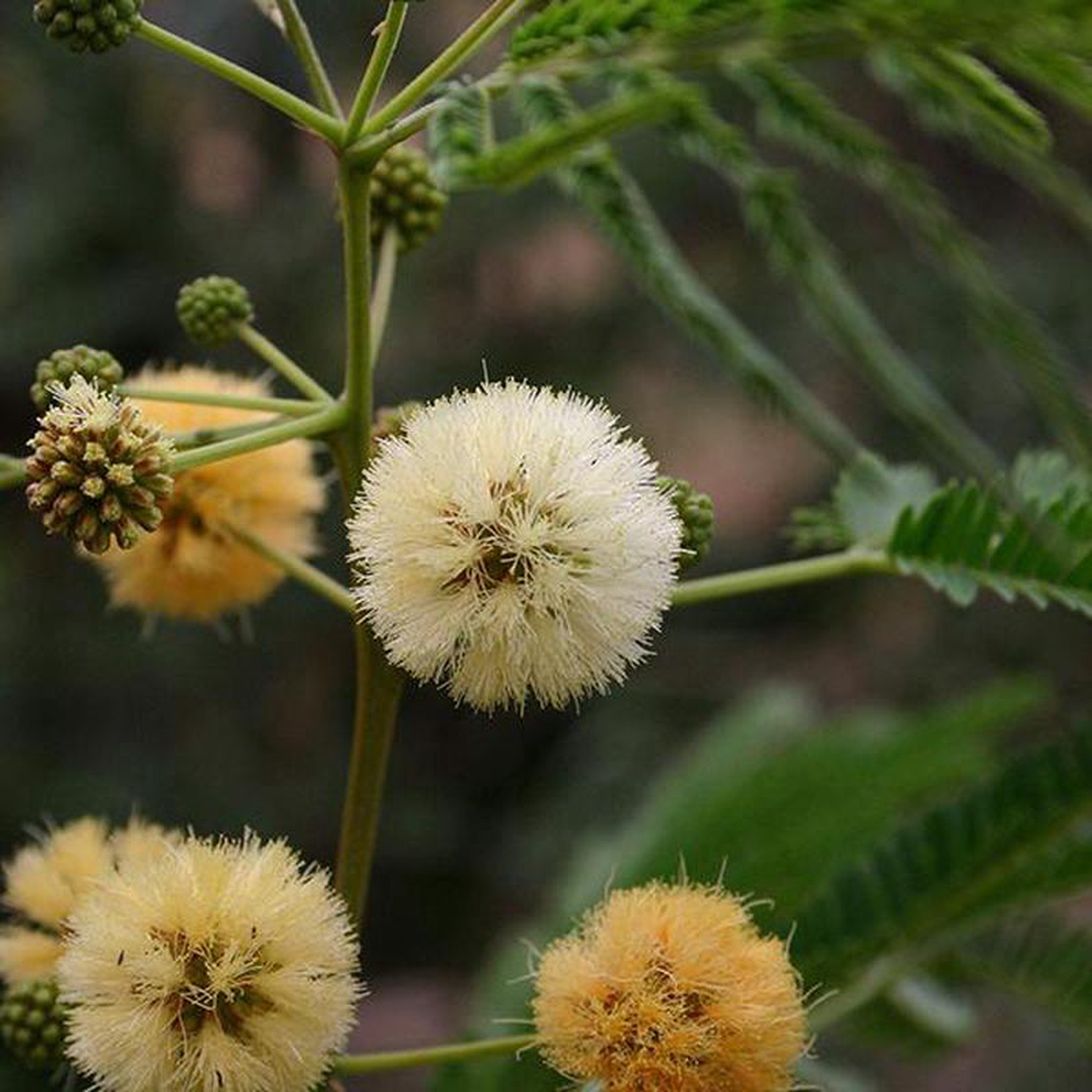 Albizia Odoratissima Kali Siris 8211 05 kg Seeds