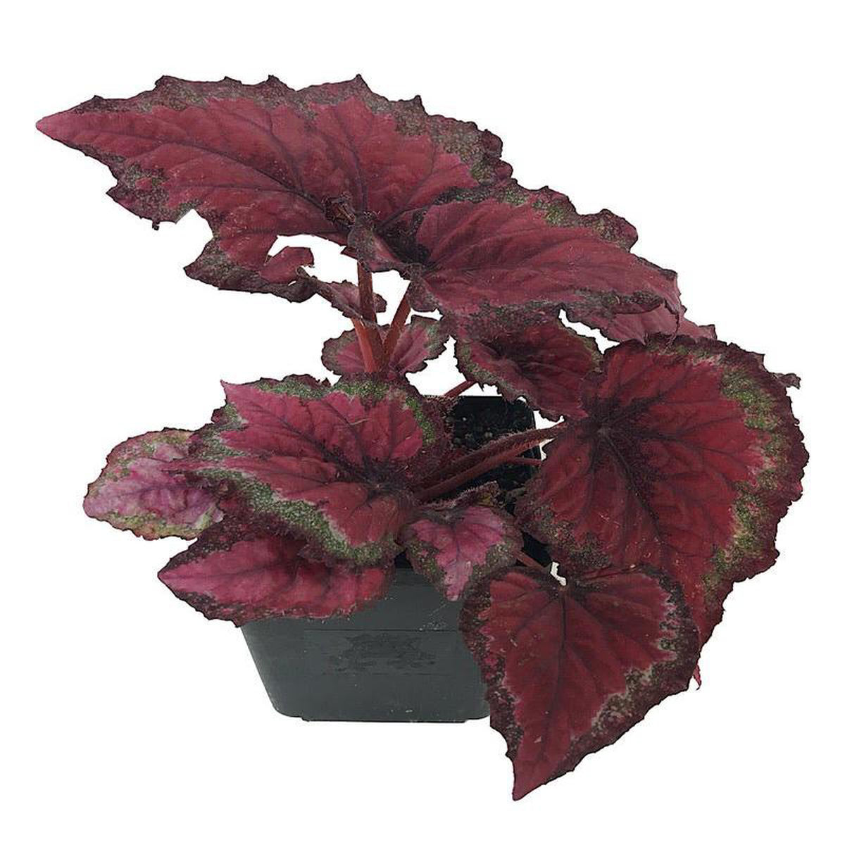 Begonia rex 8216Ideal Red8217 8211 Quart