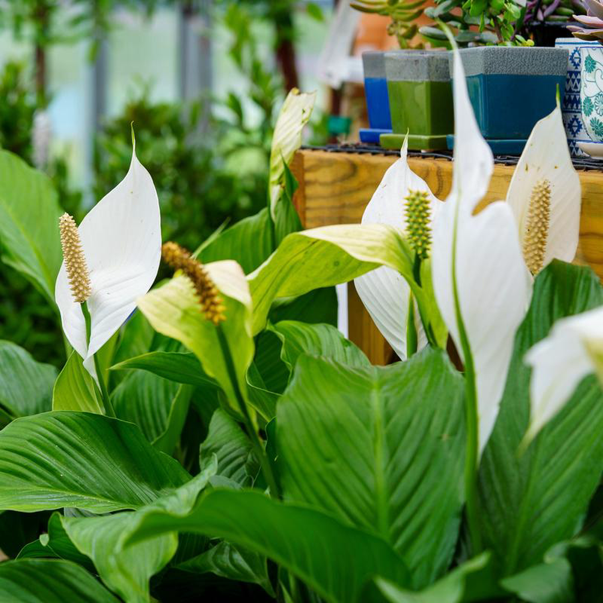 Peacy Lily 10 inch Pot