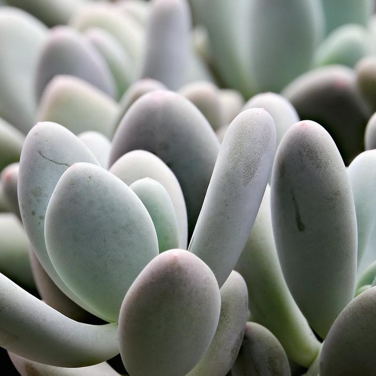 25 Inch Assorted Succulents 25 inch Pot