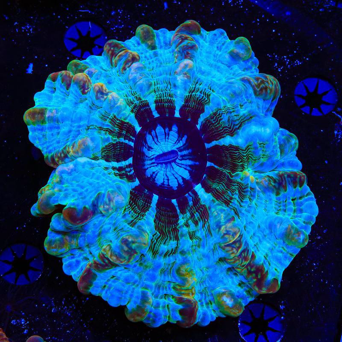 Blue and Gold Indophyllia Coral
