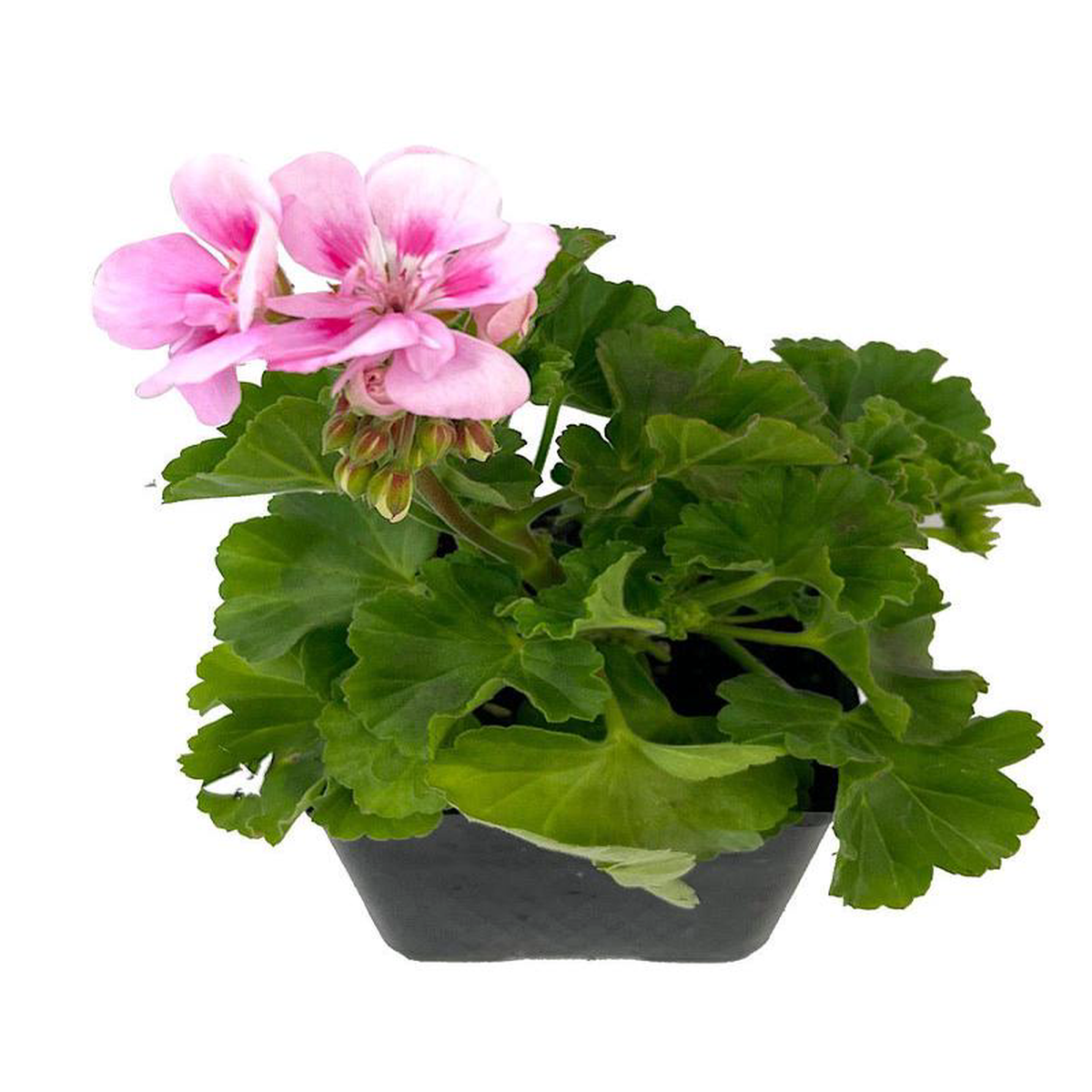 Geranium Zonal 8216Tango Light Pink8217 4 Inch