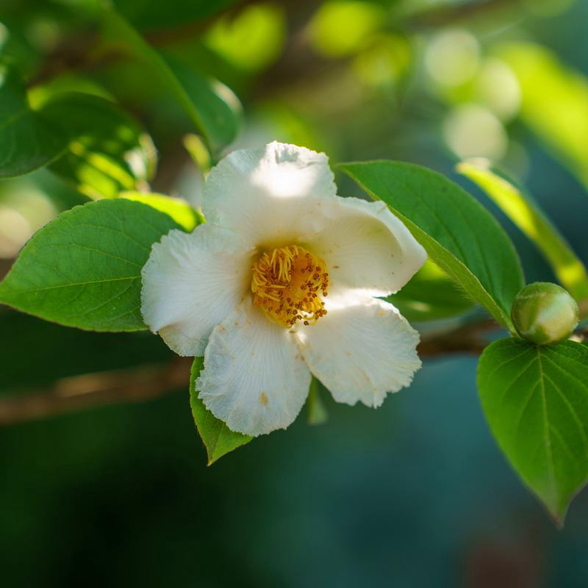 Japanese Stewartia 2 inch B038B