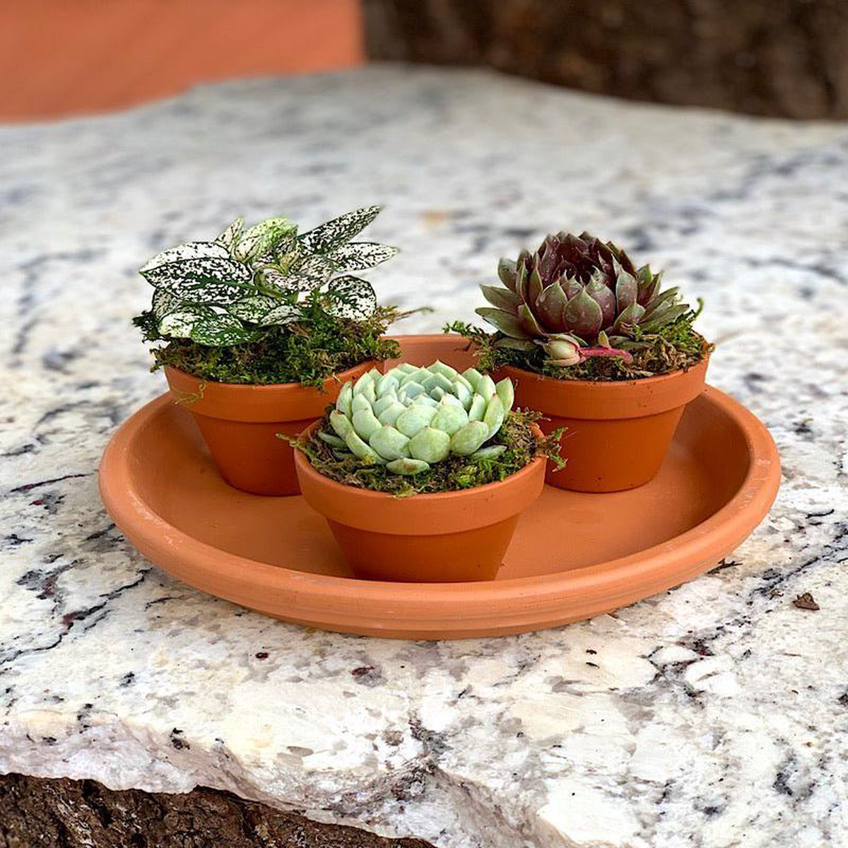 Plant Party Platter 3 Plants