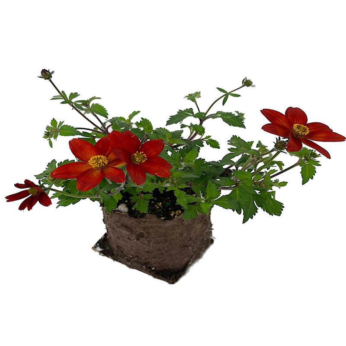 Bidens 8216Bidyboom Red8217 4 Inch