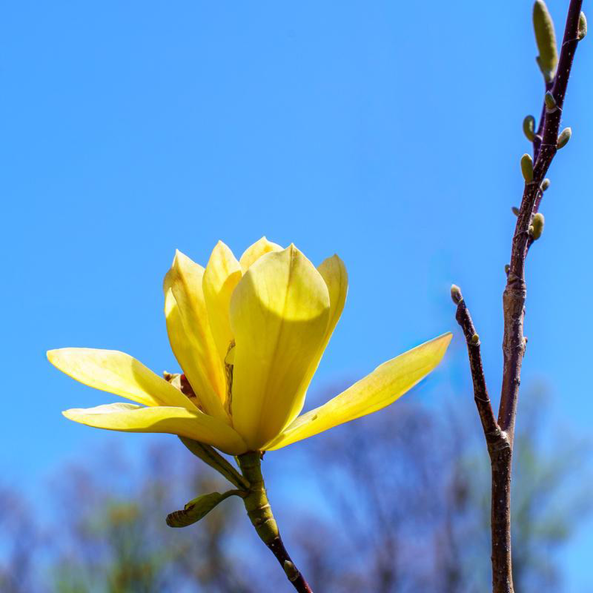 Butterflies Magnolia 175 inch B038B
