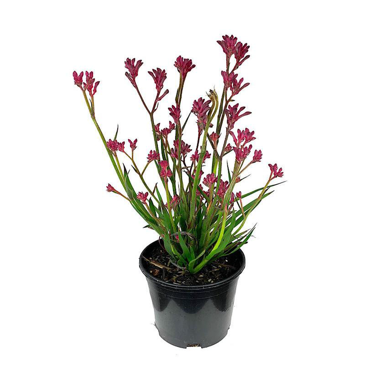 Anigozanthos 8216Kanga Pink8217 1 Gallon