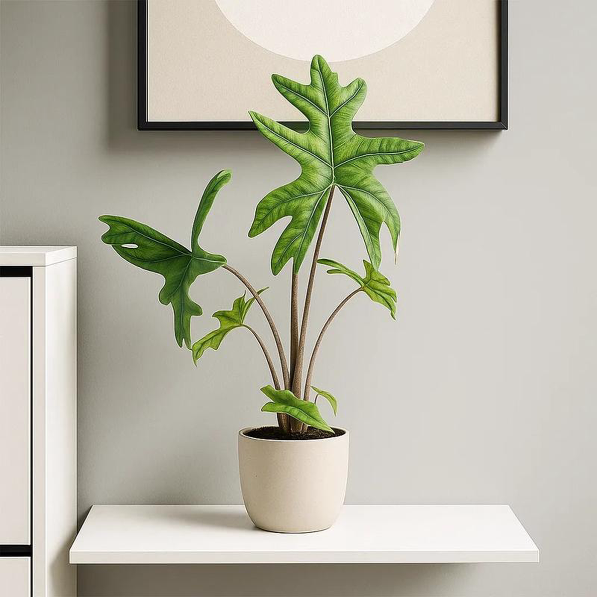 Alocasia Jacklyn Elephant Ear Pot House Plant 30 8211 40cm Pot 12cm