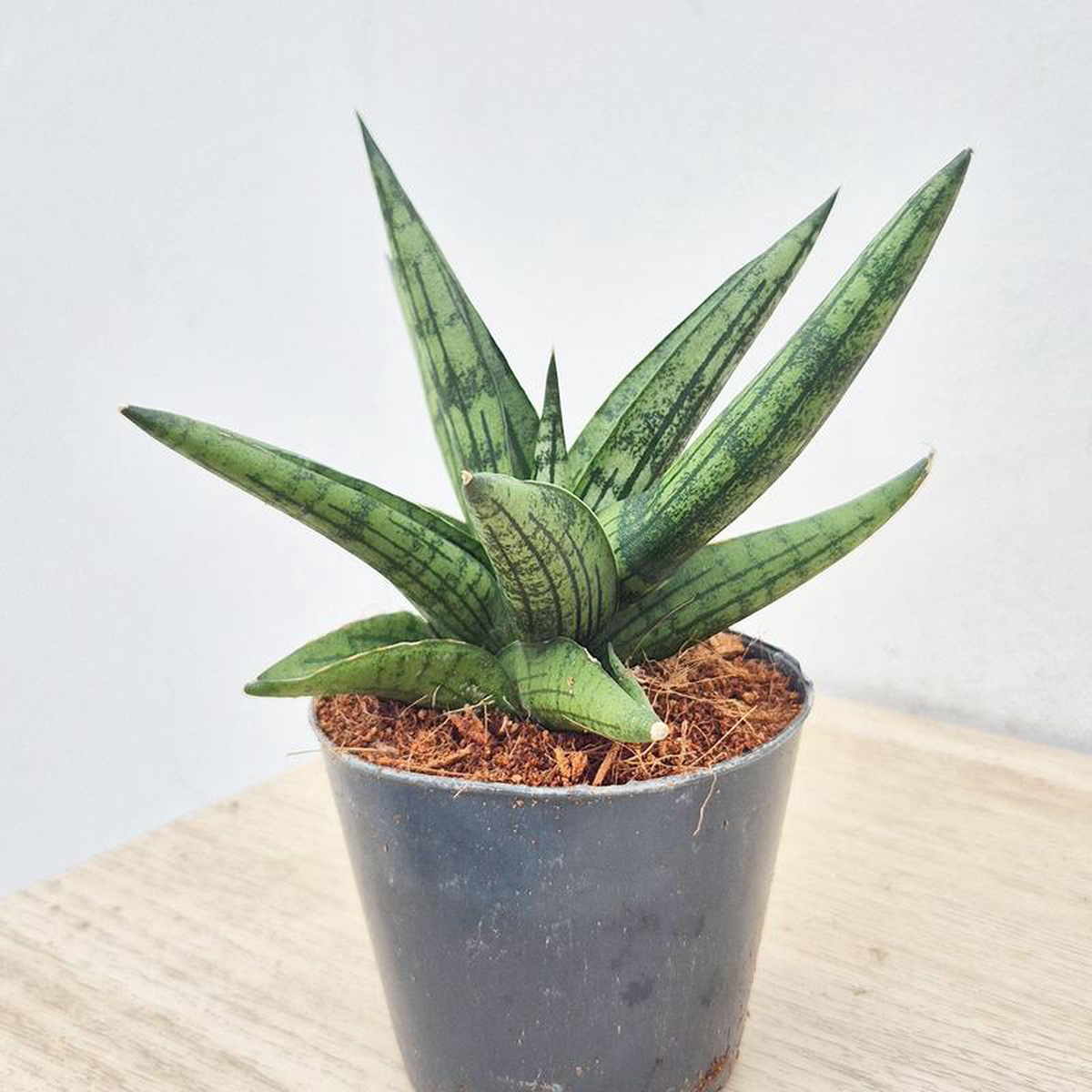 10 8211 15cm Sansevieria Cylindrica 7cm Pot House Plant