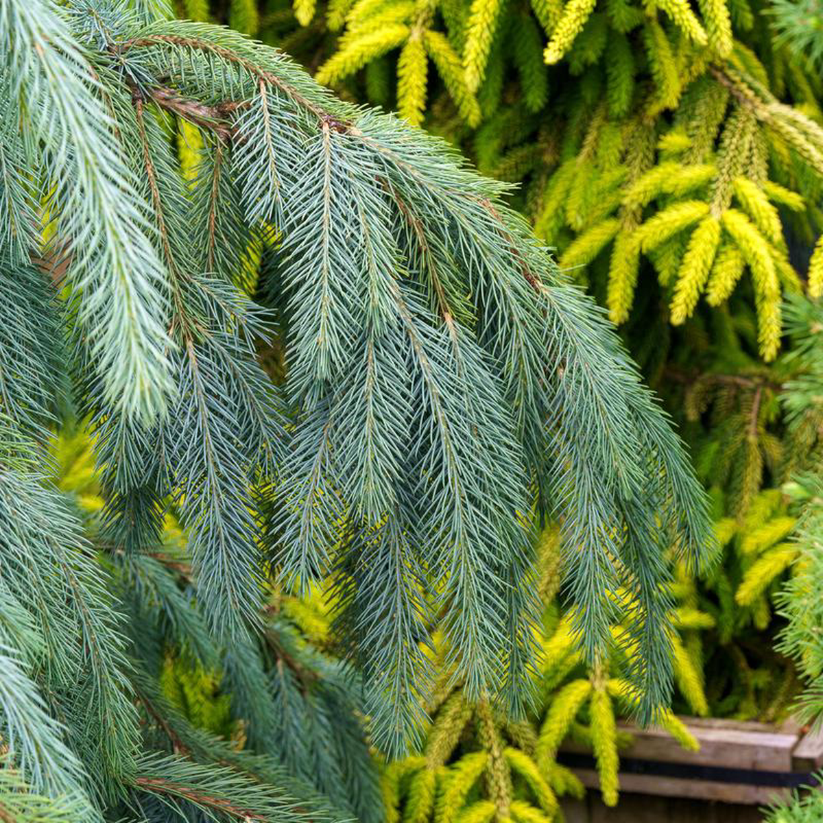 Bush8217s Lace Engelmann Spruce 6 Gallon