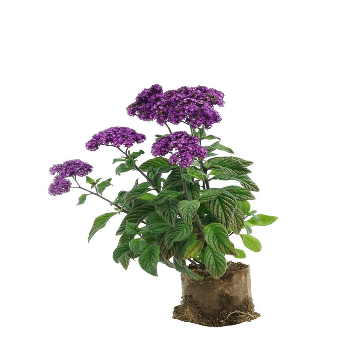 Heliotrope 8216Fragrant Delight8217 6 Inch