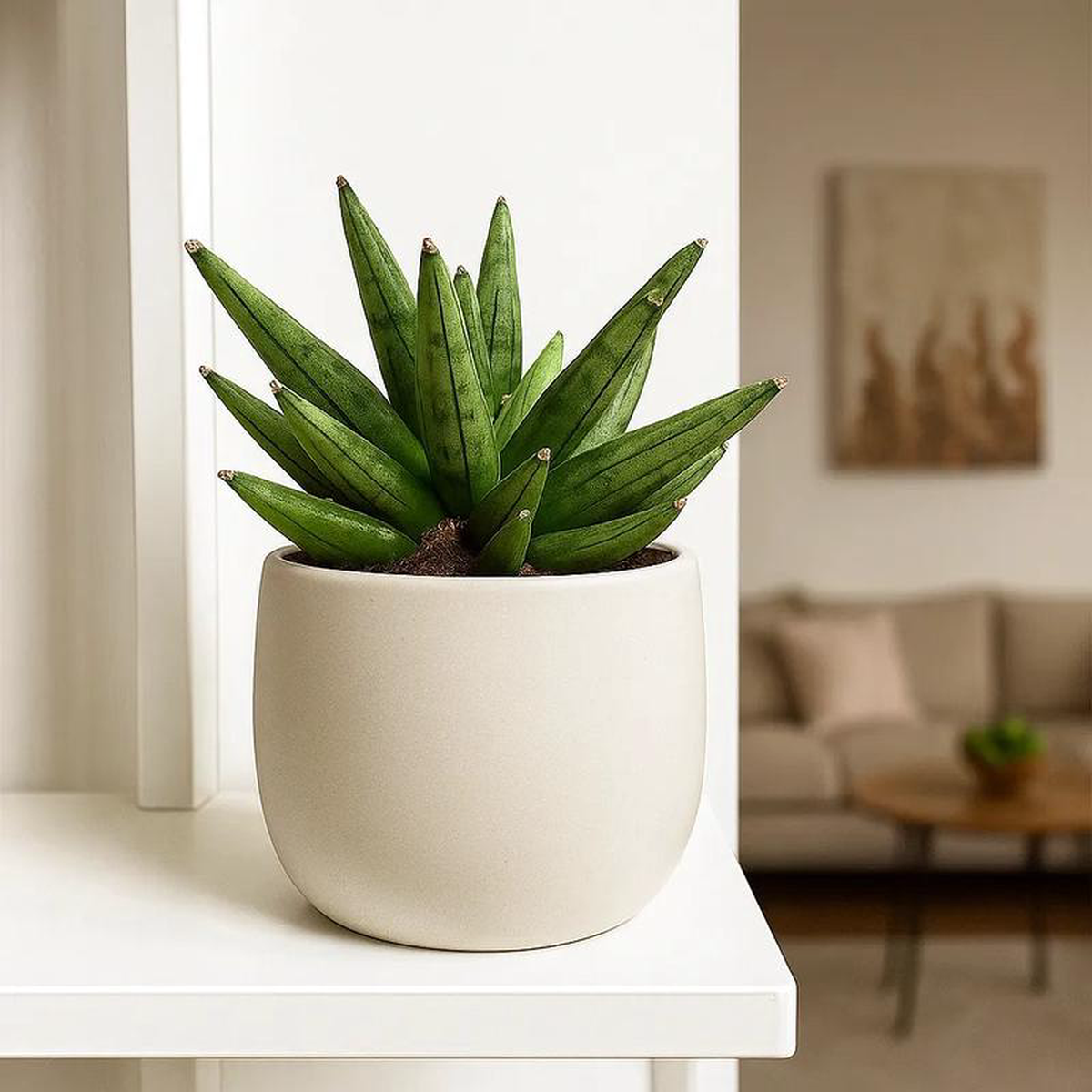 10 8211 15cm Sansevieria Boncellensis Hedgehog 105cm Pot House Plant