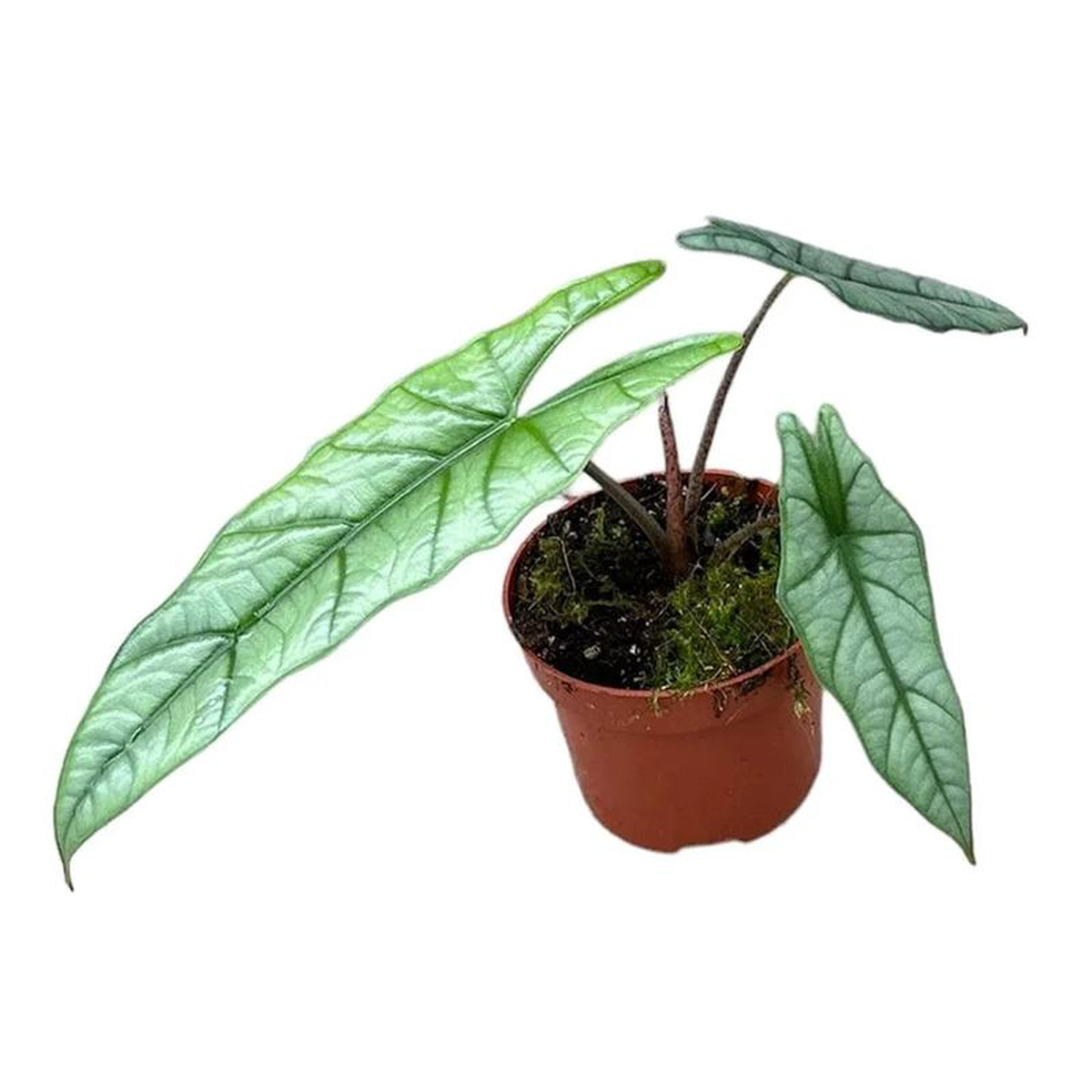 15 cm Alocasia Heterophylla Corazon House Plant 105 cm Pot