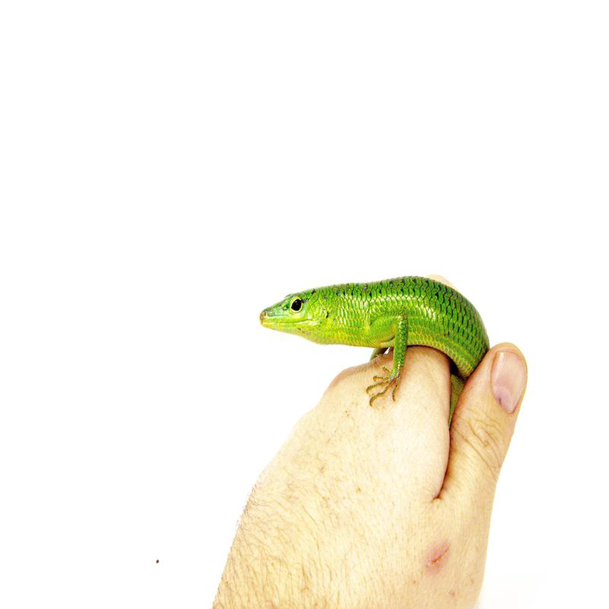 Emerald Tree Skink (Lamprolepis smaragdina)