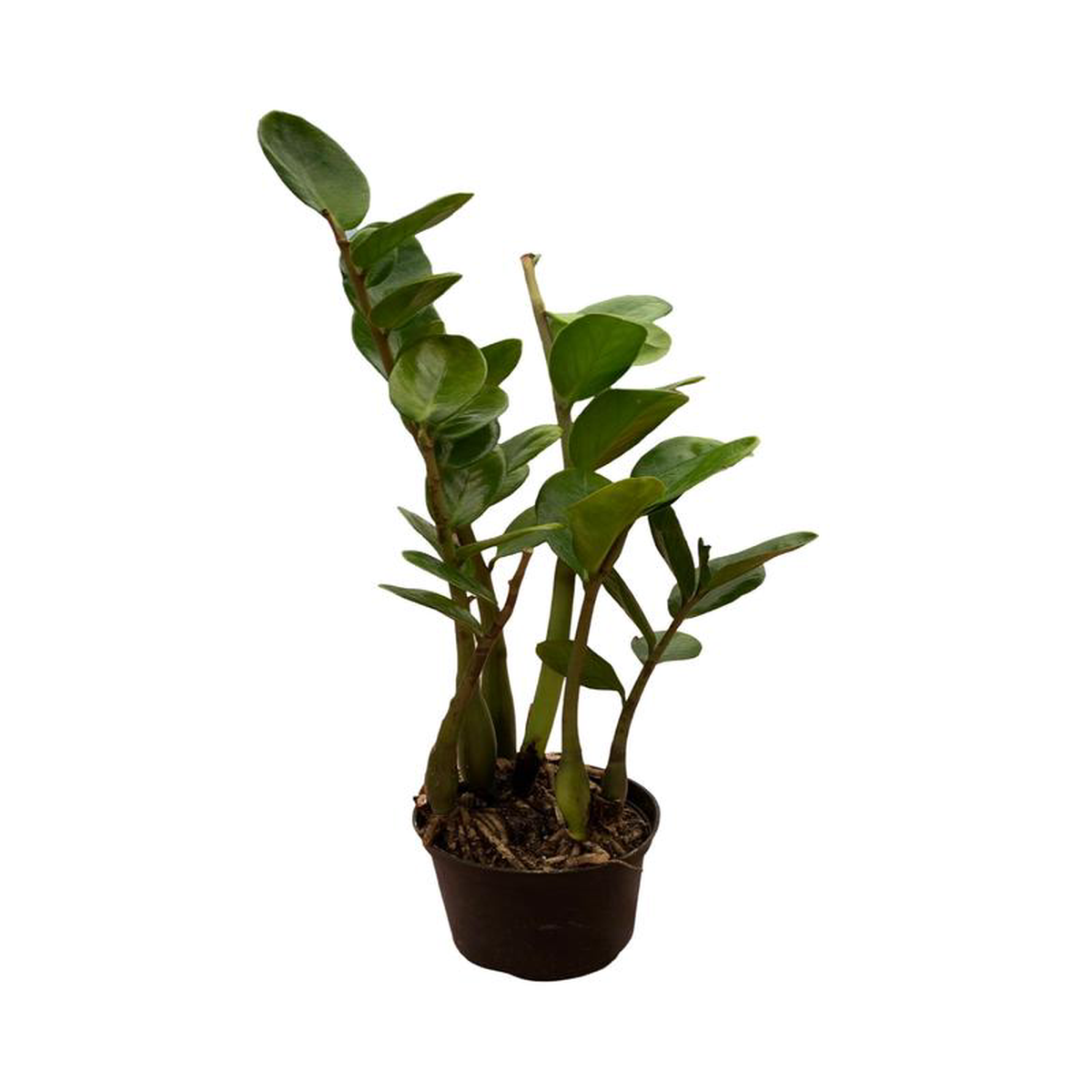 Zamioculcus zamifolia 8216Lucky8217 6 Inch