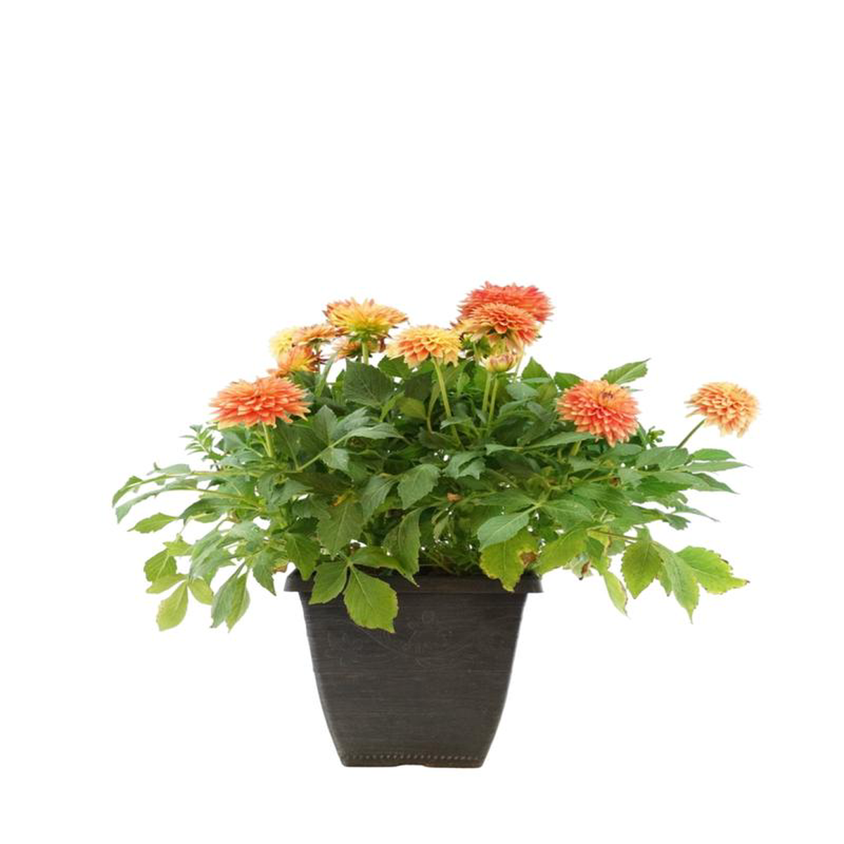 Dahlia LaBella 8216Maggiore Fun Flame8217 9 Inch Square