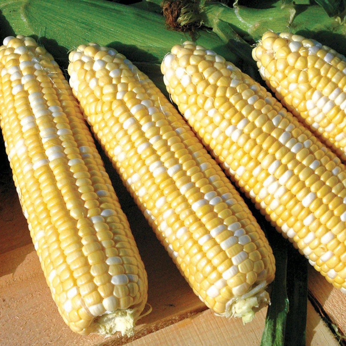American Dream Sweet Corn Seeds