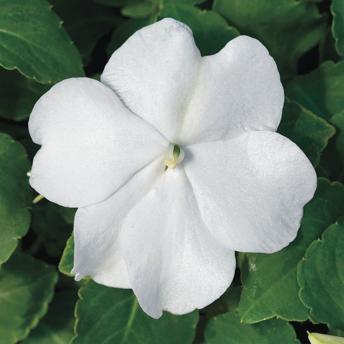 Accent Premium White Hybrid Impatiens Seeds