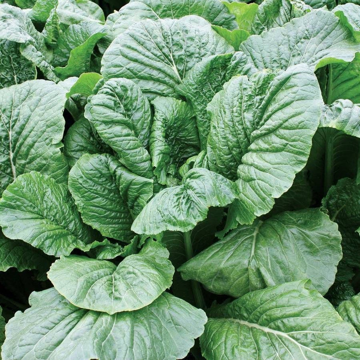 Alamo Hybrid Turnip Seeds