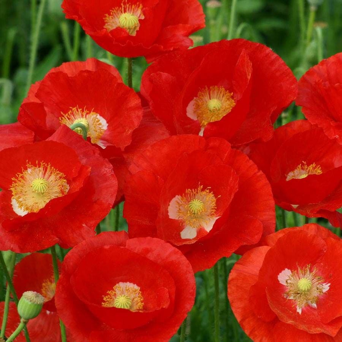 American Legion Heirloom Poppy Seeds