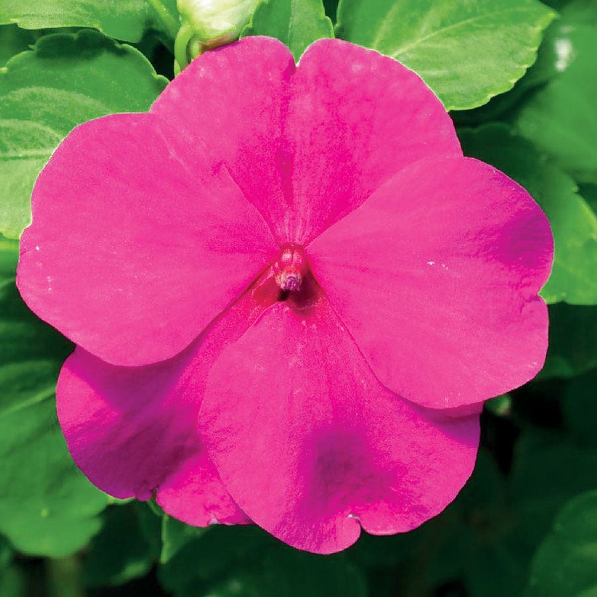 Accent Premium Lilac Hybrid Impatiens Seeds