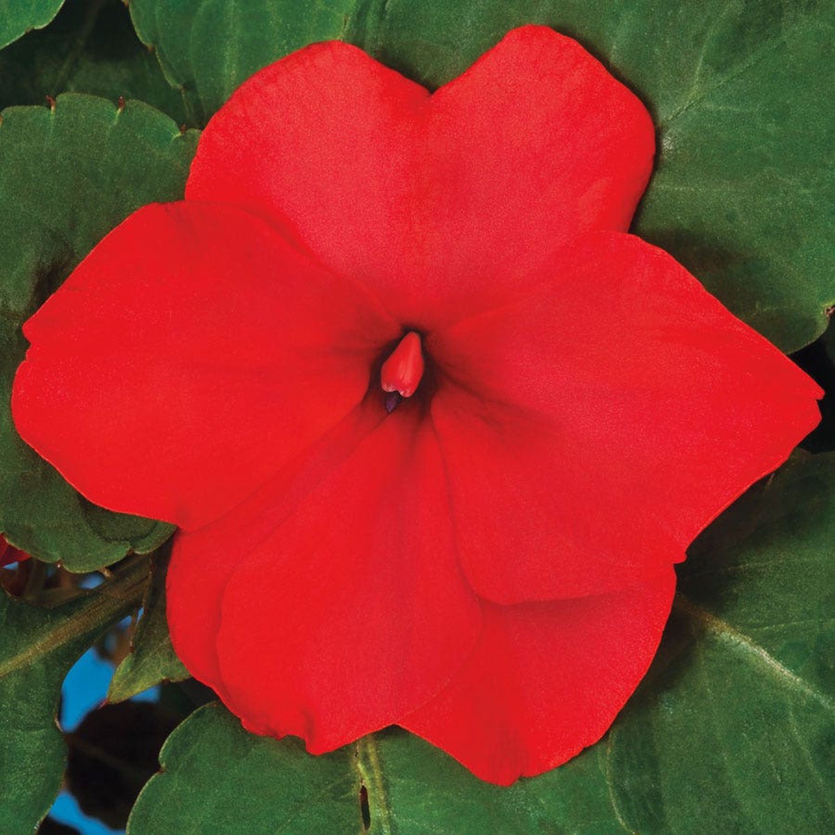 Accent Premium Red Hybrid Impatiens Seeds