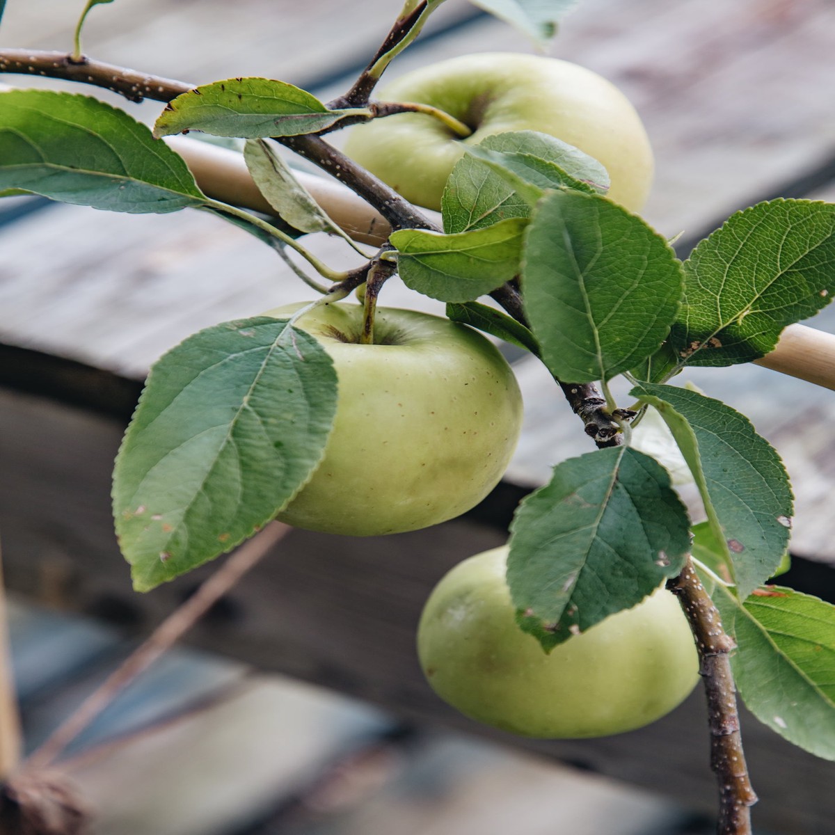 Malus domestica Cox (Apple) Half Standard MM106 12L