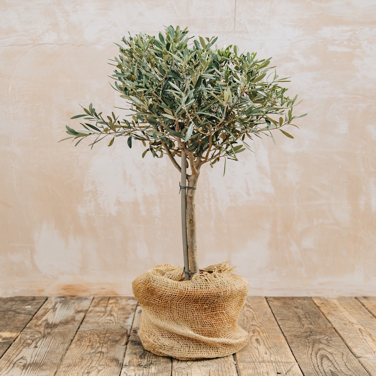 Olea Europea Frangivento Mini Standard 9L